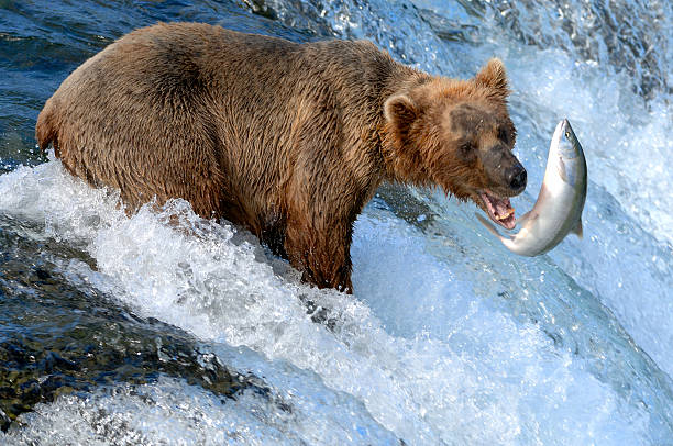 bear-with-fish