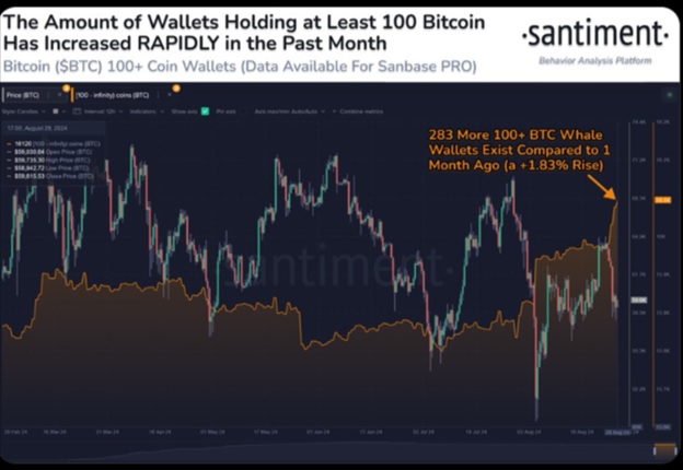 Накопичення гаманців Bitcoin-китів з балансом 100+BTC. Джерело: Suntiment.